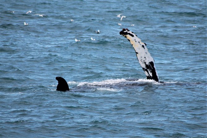 Deluxe Whale Watching and Whales of Iceland Exhibition Combo from Reykjavik - Whales of Iceland after the cruise
