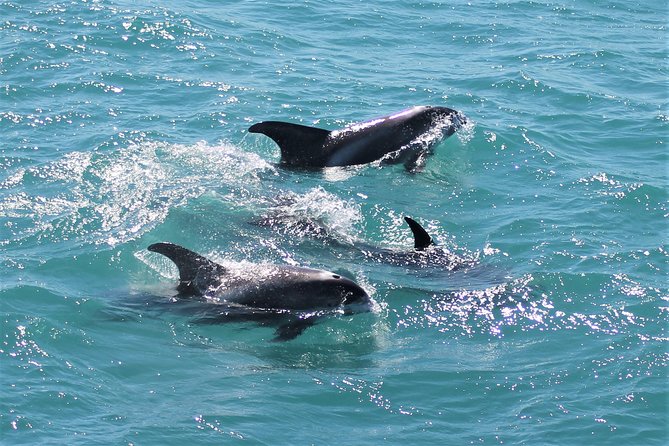 Deluxe Whale Watching and Whales of Iceland Exhibition Combo from Reykjavik - Is $120 a fair price?