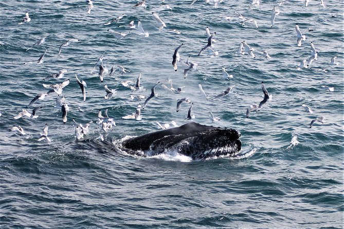 Deluxe Whale Watching and Whales of Iceland Exhibition Combo from Reykjavik - Who should book this outing?