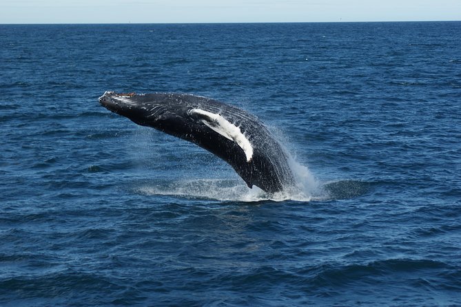 Deluxe Whale Watching and Whales of Iceland Exhibition Combo from Reykjavik - Should you book the Deluxe Whale Watching and Exhibition Combo?