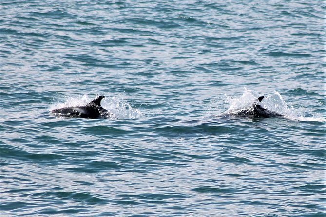 Deluxe Whale Watching and Whales of Iceland Exhibition Combo from Reykjavik - The ride into Faxaflói Bay