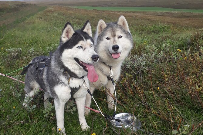 Dog Sledding and Mushing Experience by Siberian Husky in Iceland - Why a summer dog sled ride works in Iceland
