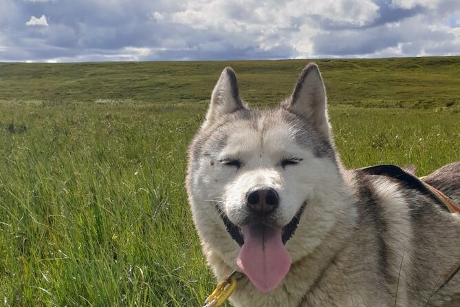Dog Sledding and Mushing Experience by Siberian Husky in Iceland - Meeting the Siberian Husky team