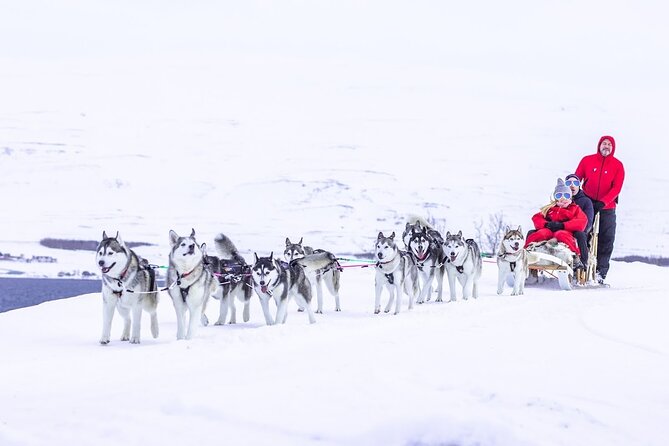 Dog Sledding Tour near Akureyri - What happens from pickup to sled