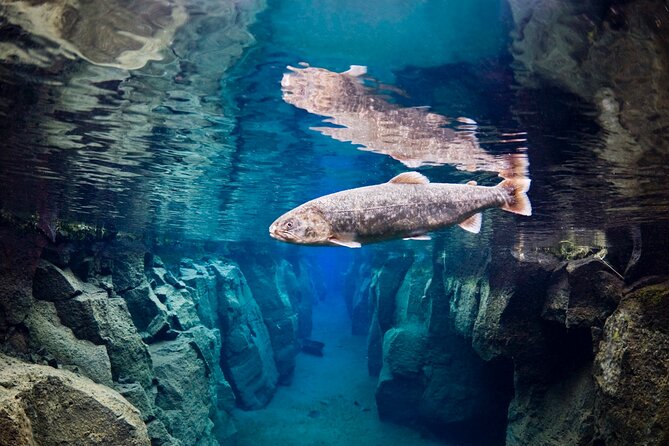 Double Snorkeling Adventure near Húsavík in North Iceland - Snorkeling through Nesgjá fissure