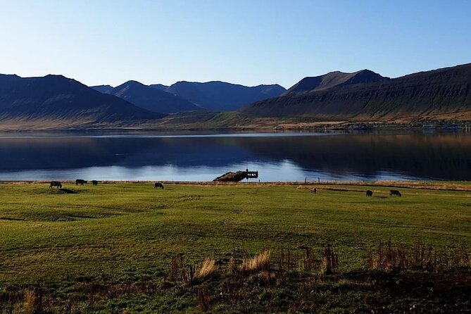 Dynjandi Waterfall & Iceland Farm Visit Tour - A short visit to Gemlufell Farm near Þingeyri