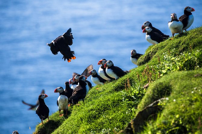 Exclusive Westman Islands Adventure - A Private Day Tour - Eldfell puts the 1973 eruption under your feet