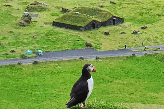 Eyjascooter Puffin Tour in Iceland - Key points before you book