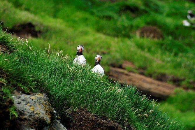 Eyjascooter Puffin Tour in Iceland - Riding beyond the harbor on Heimaey