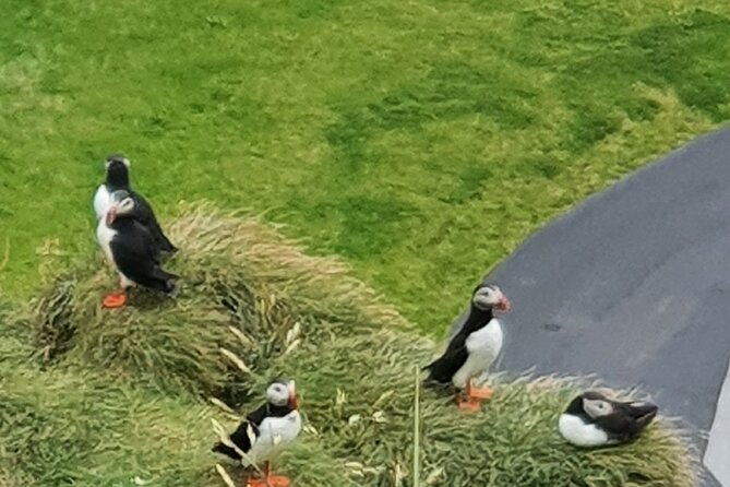 Eyjascooter Puffin Tour in Iceland - The 1973 eruption adds meaning to the ride