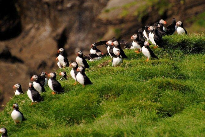 Eyjascooter Puffin Tour in Iceland - Puffin stops, with nature making the rules