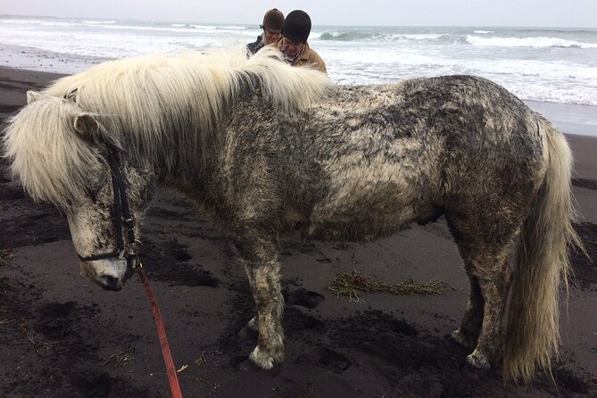 Family Horse Riding Tour in Thorlakshofn - Pickup, Meeting Point, and Booking Checks