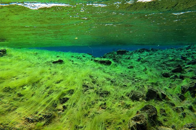 Freedive Silfra Half Day Tour - Meeting at Vallarvegur in Thingvellir