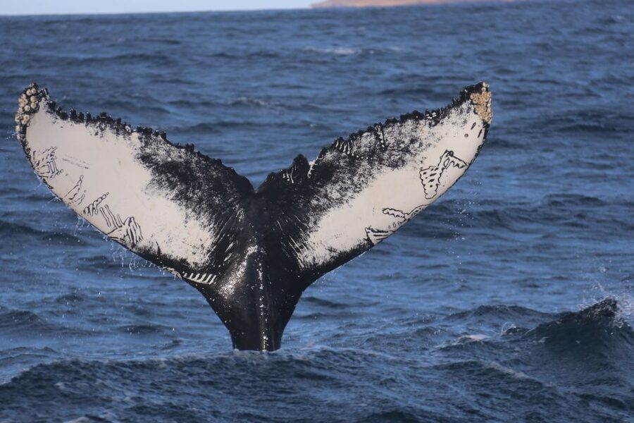 From Dalvik: Arctic Whale Watching in Northern Iceland - Key points to know before sailing