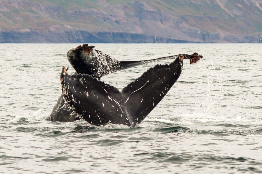 From Dalvik: Arctic Whale Watching in Northern Iceland - FAQ