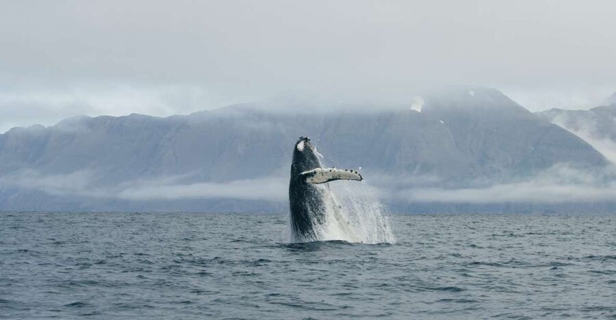 From Dalvik: Arctic Whale Watching in Northern Iceland - Why Dalvík is a smart whale watching base