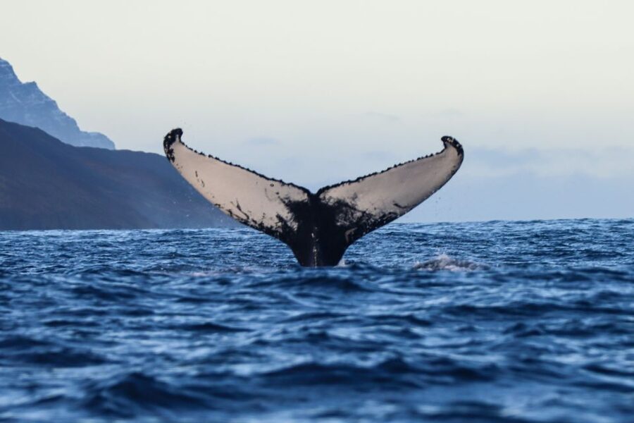 From Dalvik: Arctic Whale Watching in Northern Iceland - What you might see from the boat