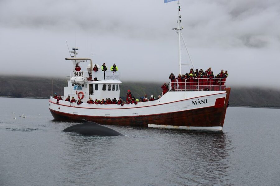 From Dalvik: Arctic Whale Watching in Northern Iceland - The crew, boats, and approach to wildlife