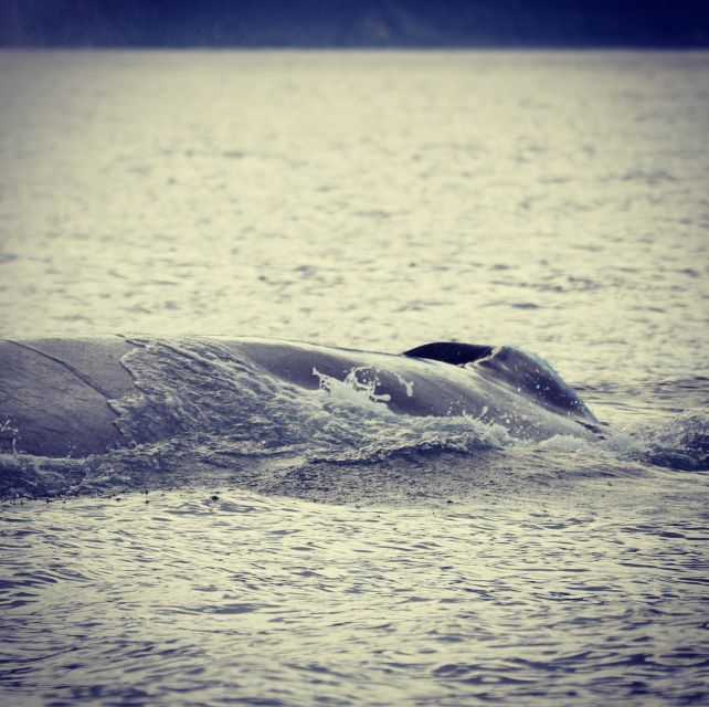 From Dalvik: Arctic Whale Watching in Northern Iceland - Staying warm in northern Iceland