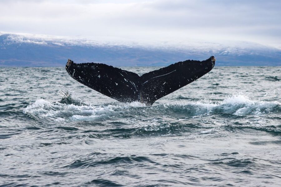 From Dalvik: Arctic Whale Watching in Northern Iceland - Is $94 a fair price?