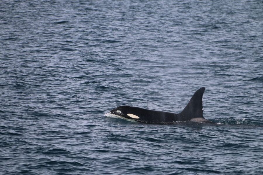 From Dalvik: Arctic Whale Watching in Northern Iceland - Who will enjoy this trip most