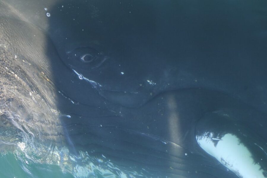 From Dalvik: Arctic Whale Watching in Northern Iceland - Should you book Arctic Sea Tours from Dalvík?