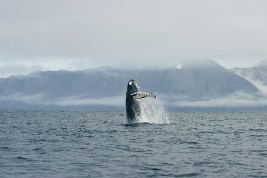 From Dalvik: Arctic Whale Watching in Northern Iceland - The three-hour route through Eyjafjörður