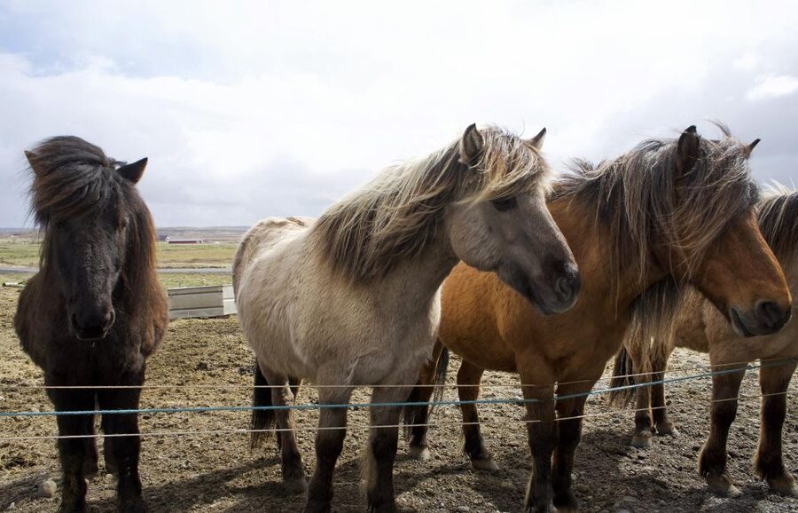 From Reykjavik: 6-Day Icelandic Ring Road Tour - Day three: East Fjords and the Wilderness Center