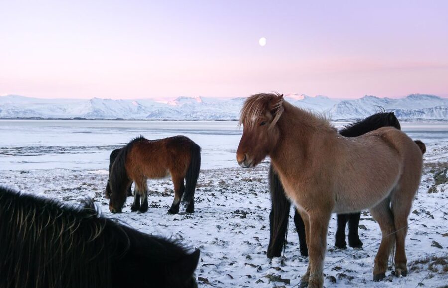 From Reykjavik: 6-Day Icelandic Ring Road Tour - Hotels, luggage, and daily comfort