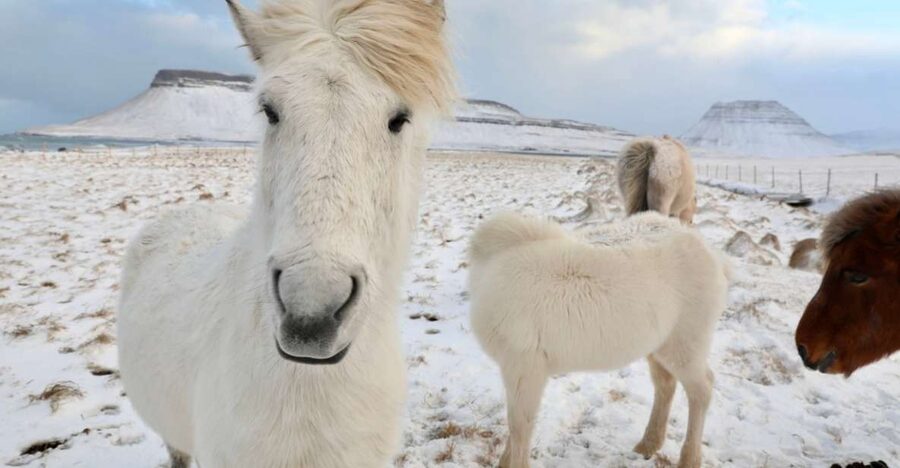 From Reykjavík: Full-day Golden Circle & Horse Riding Tour - Laxnes Horse Farm and the handoff to the bus
