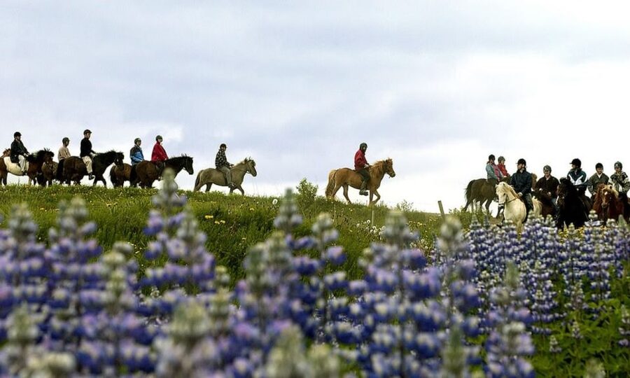 From Reykjavík: Full-day Golden Circle & Horse Riding Tour - Should you book it?