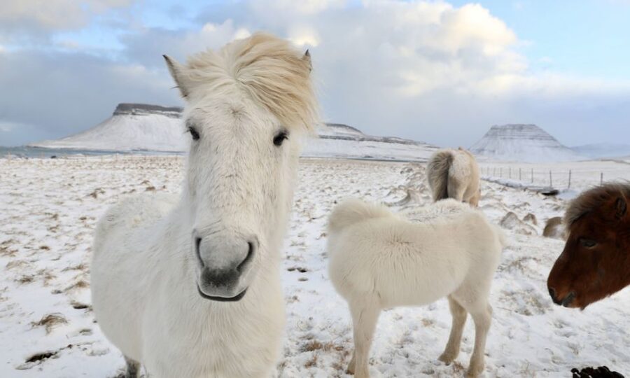 From Reykjavík: Full-day Golden Circle & Horse Riding Tour - Thingvellir: a short walk through Iceland’s geology and history