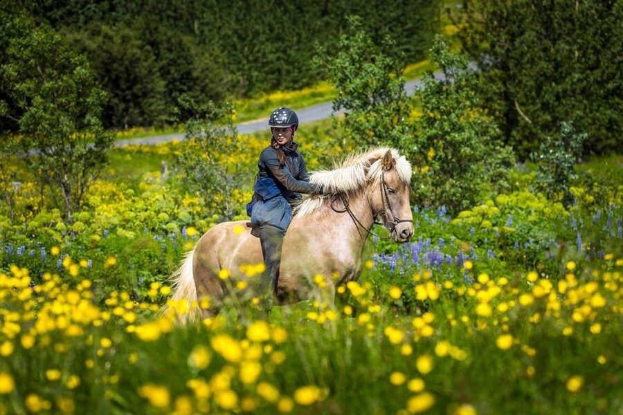 From Reykjavik: Full-Day Horse Riding & Golden Circle Tour - Why the horse ride makes this day different