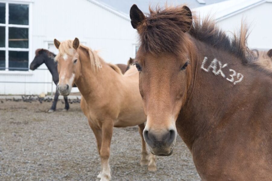 From Reykjavik: Full-Day Horse Riding & Golden Circle Tour - Geysir and Strokkur: the liveliest stop