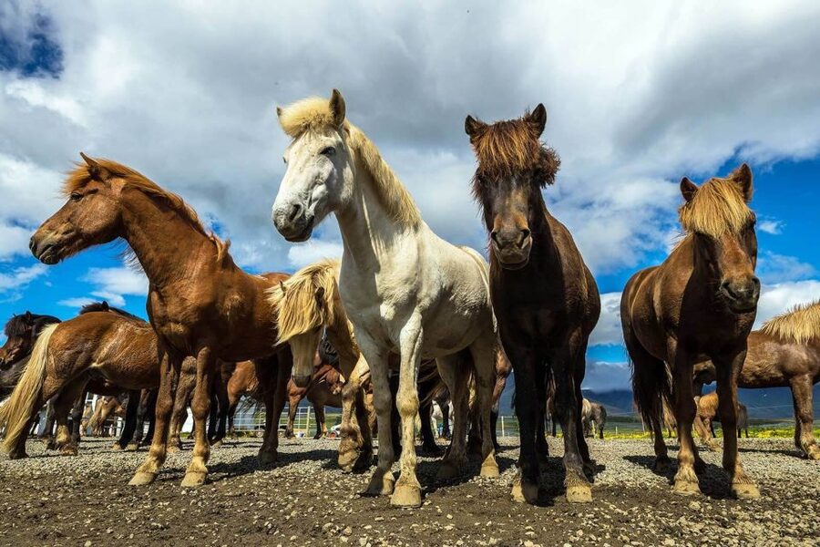 From Reykjavik: Full-Day Horse Riding & Golden Circle Tour - Is $258 a fair price?