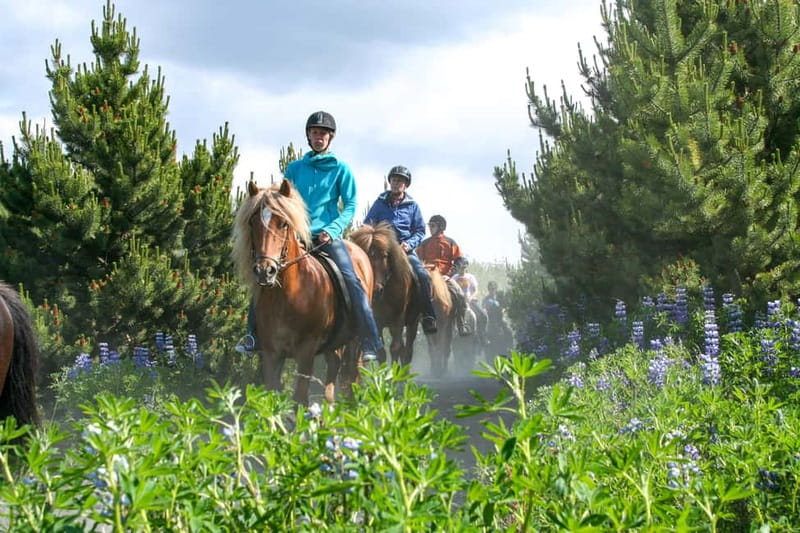 From Reykjavík: Icelandic Horse Riding Tour in Lava Fields - The horses and the famous tölt