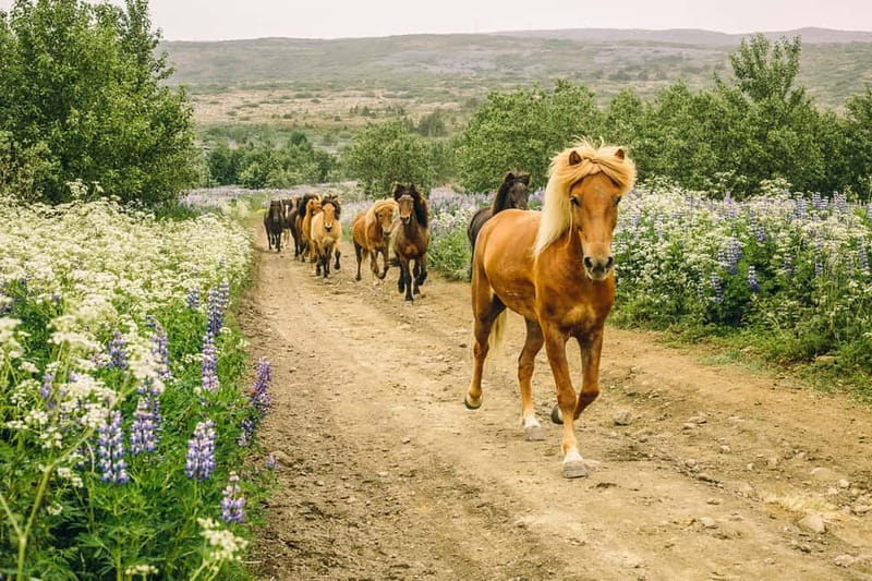 From Reykjavík: Icelandic Horse Riding Tour in Lava Fields - The 1.5-hour ride and its changing pace