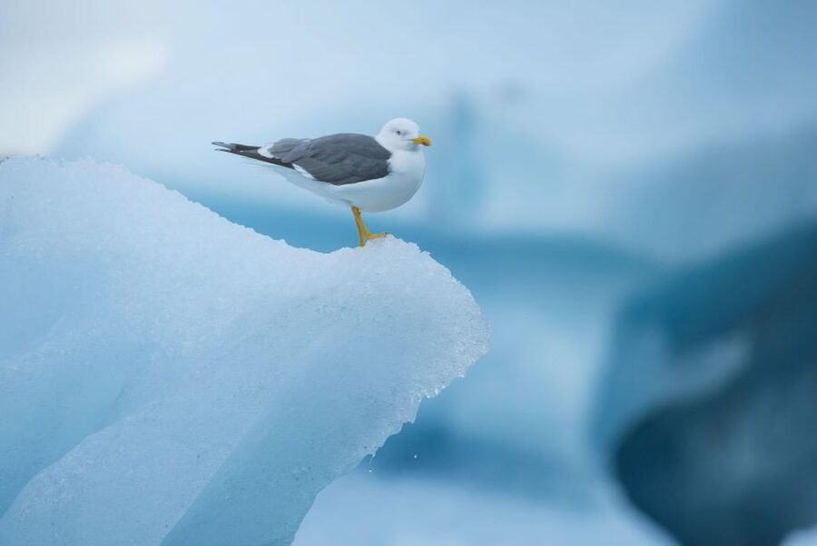 From Reykjavik: Jökulsárlón Glacier Lagoon and Diamond Beach - Why the glacier lagoon is worth such a long ride