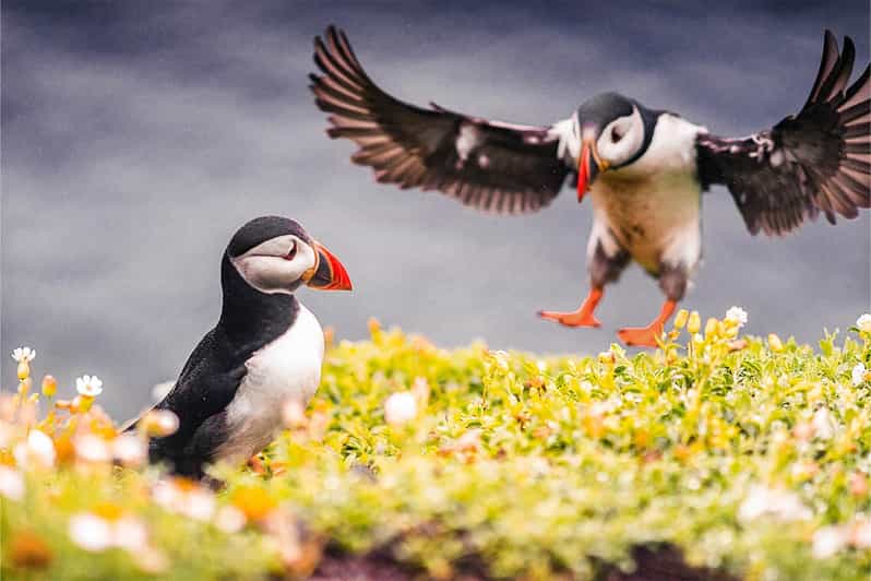 From Reykjavik: Puffin and Volcano Tour in Westman Islands - Elephant Rock and the cliffs around Stórhöfði