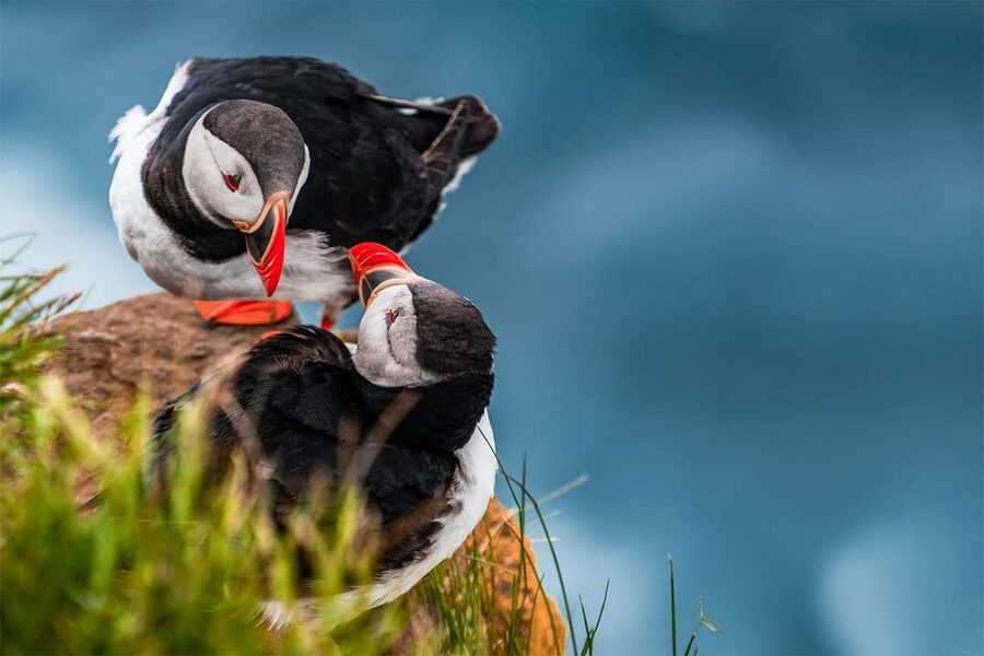 From Reykjavik: Puffin and Volcano Tour in Westman Islands - Eldheimar Museum explains the 1973 eruption