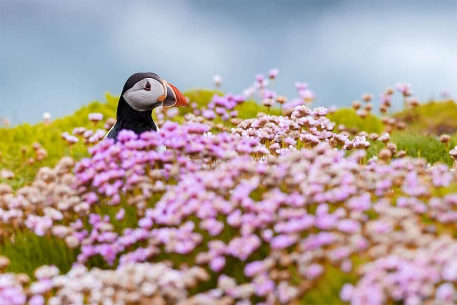 From Reykjavik: Puffin and Volcano Tour in Westman Islands - Lunch is flexible, but food is not included