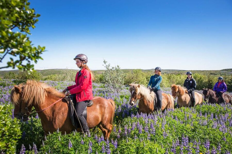 From Reykjavík: Viking Horseback Tour in Hafnarfjörður - Matching the right horse to the right rider