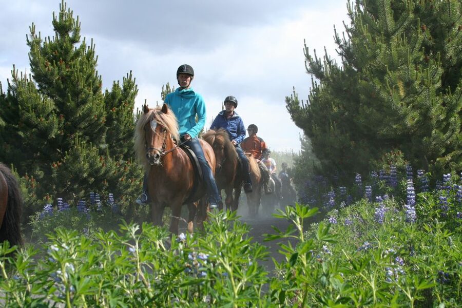 From Reykjavík: Viking Horseback Tour in Hafnarfjörður - Is $246 a fair price?