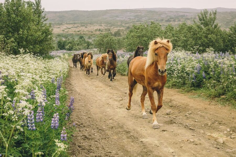 From Reykjavík: Viking Horseback Tour in Hafnarfjörður - What the 2.5 to 3 hours on horseback feels like