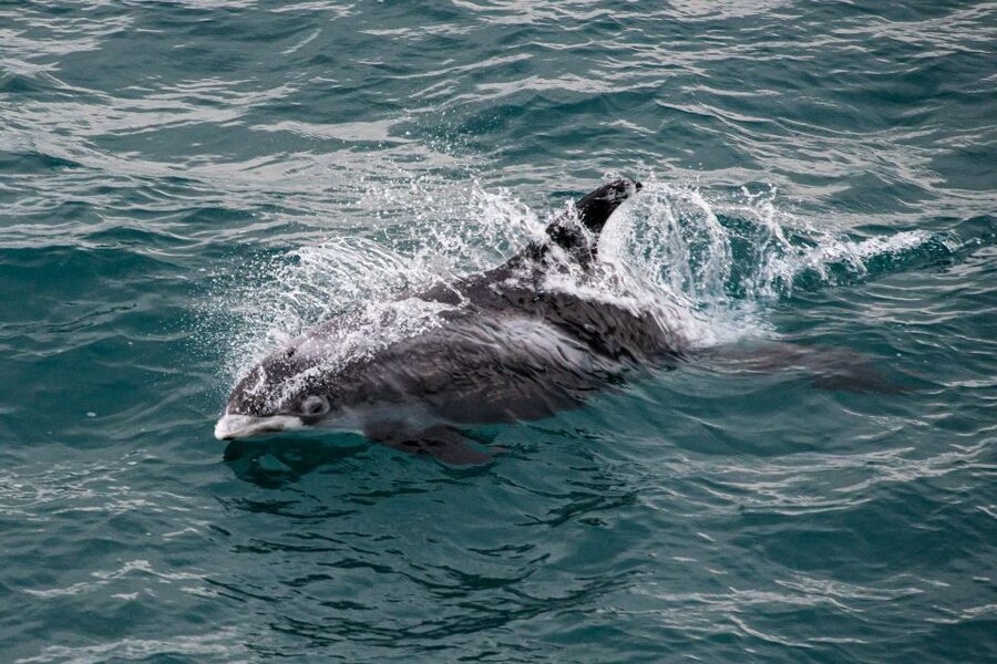 From Reykjavik: Whale Watching Tour - Should you book the Reykjavik whale-watching tour?