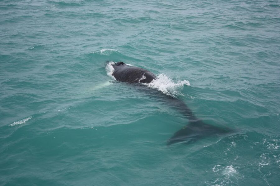 From Reykjavik: Whale Watching Tour - Sailing out from Geirsgata 11