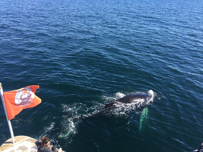 From Reykjavik: Whale Watching Tour - What humpback sightings are really like