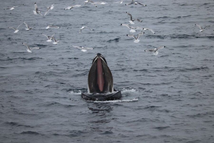 From Reykjavik: Whale Watching Tour - Comfort, clothing, and the boat itself
