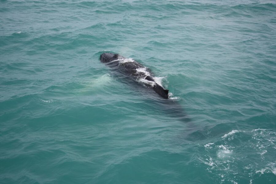 From Reykjavik: Whale Watching Tour - Is $103 good value?