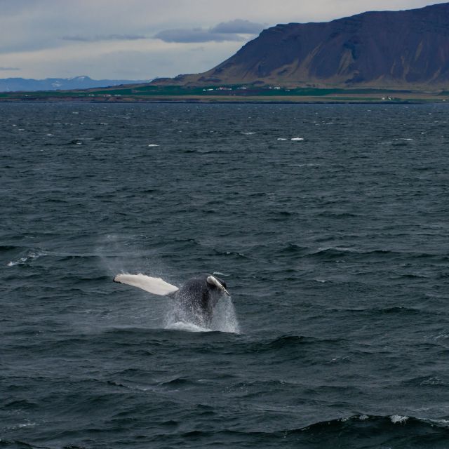 From Reykjavik: Whale Watching Tour - The no-sighting promise, with realistic expectations